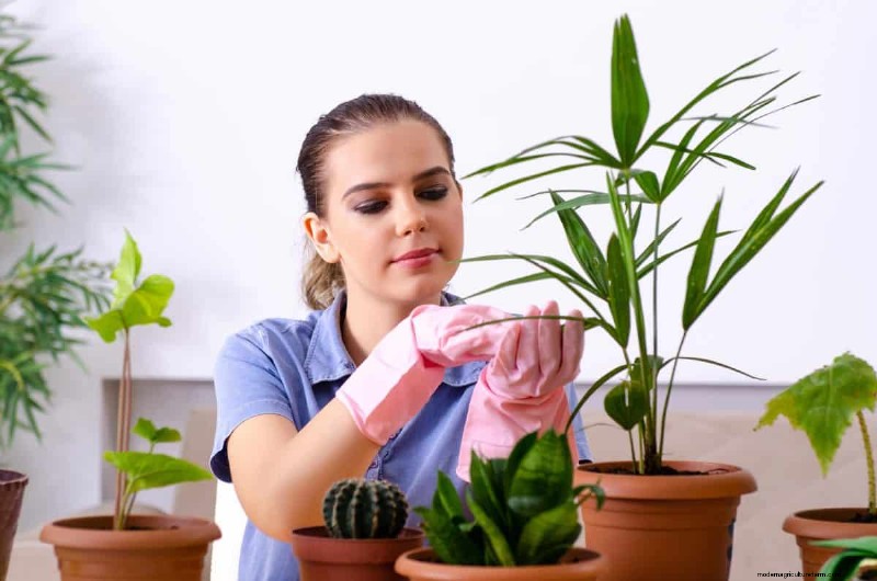 Protect Your Houseplants This Winter: Essential Prep Steps