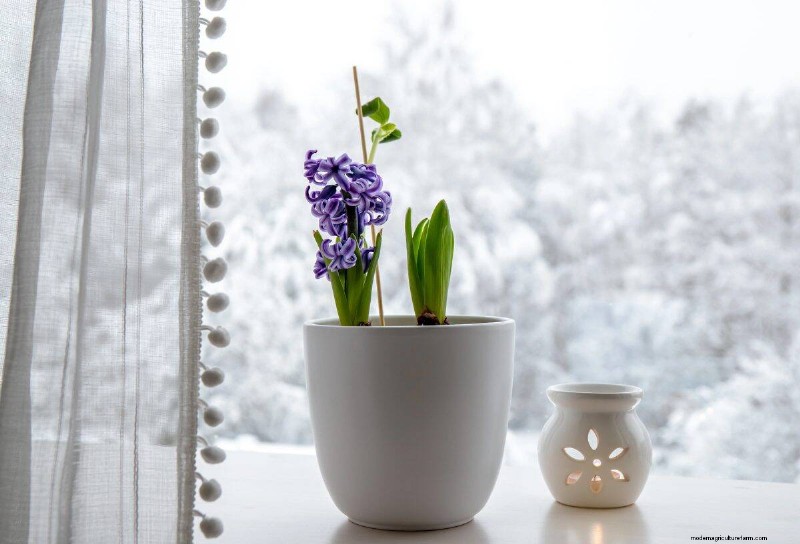 Protect Your Houseplants This Winter: Essential Prep Steps