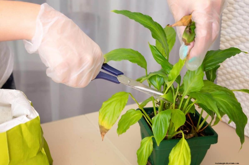 Protect Your Houseplants This Winter: Essential Prep Steps
