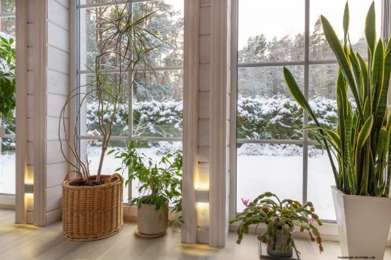 Protect Your Houseplants This Winter: Essential Prep Steps