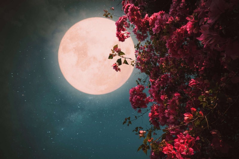 Night-Blooming Plants: Create a Magical Night Garden