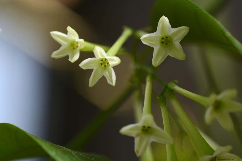 Night-Blooming Plants: Create a Magical Night Garden