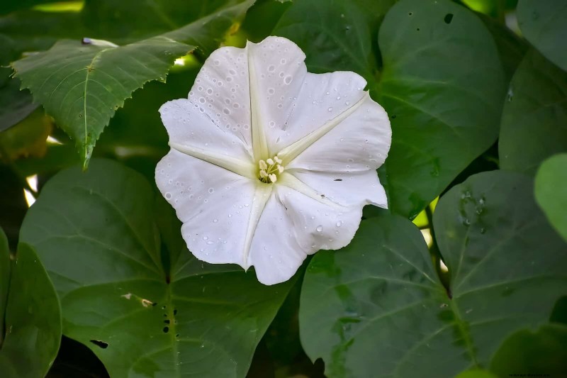 Night-Blooming Plants: Create a Magical Night Garden