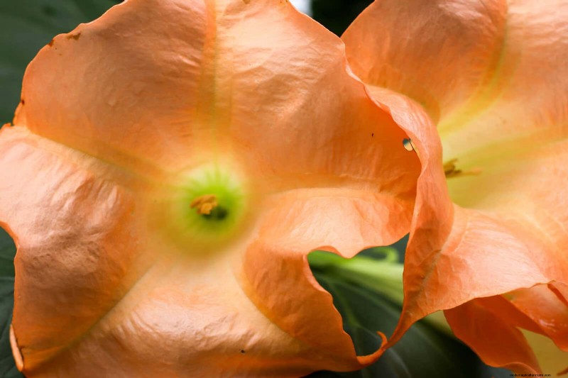 Night-Blooming Plants: Create a Magical Night Garden