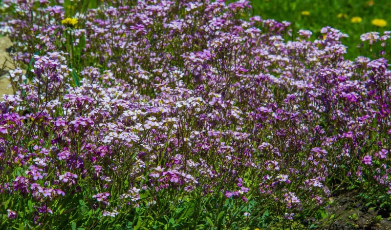 Night-Blooming Plants: Create a Magical Night Garden