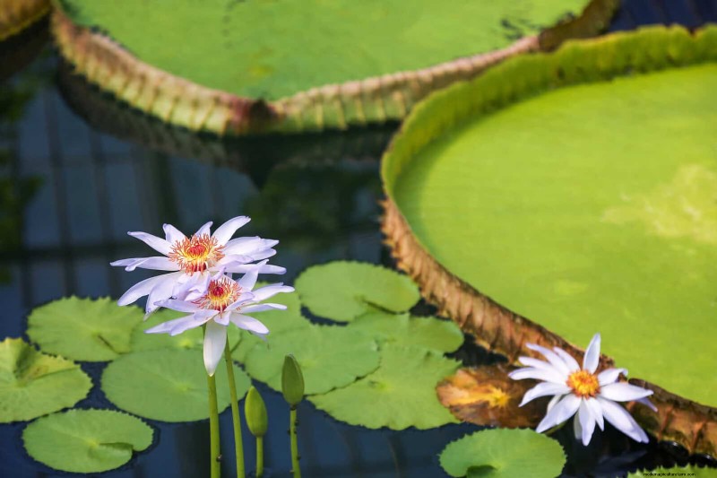 Night-Blooming Plants: Create a Magical Night Garden