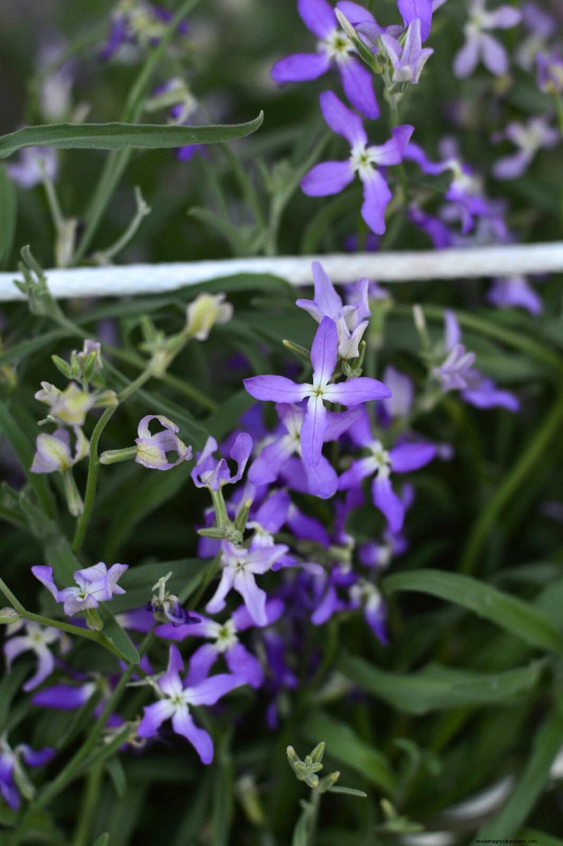 Night-Blooming Plants: Create a Magical Night Garden