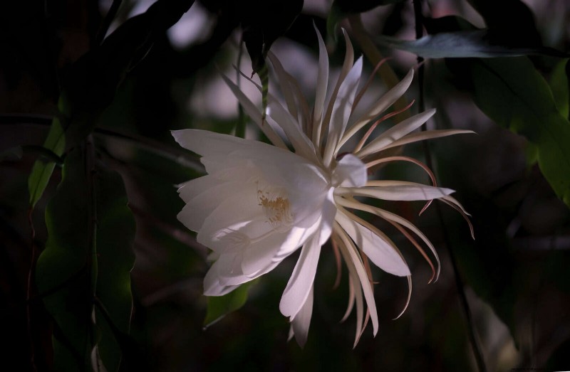 Night-Blooming Plants: Create a Magical Night Garden