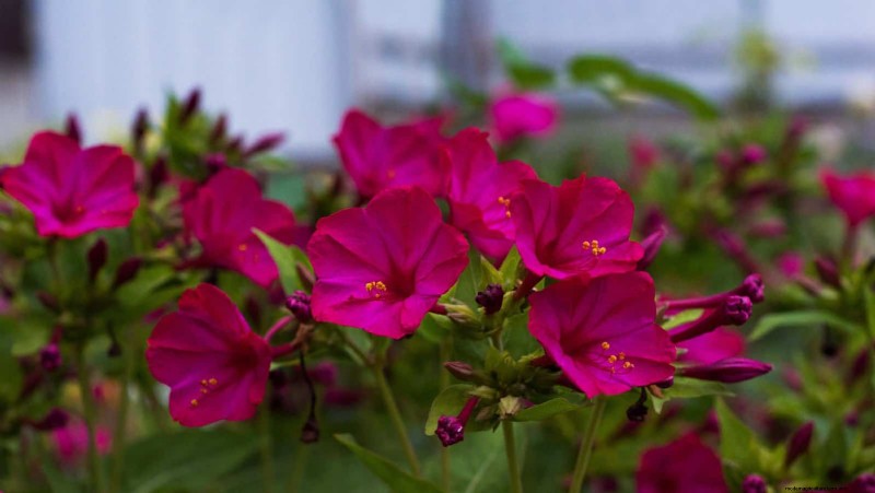 Night-Blooming Plants: Create a Magical Night Garden