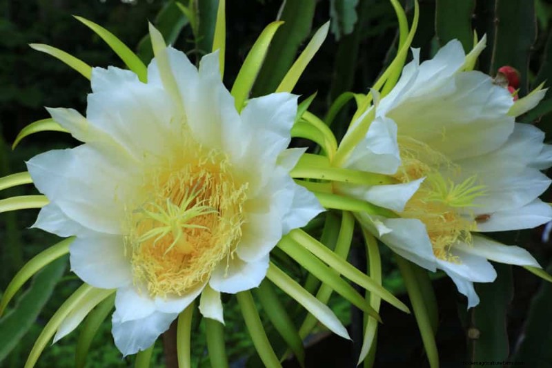 Night-Blooming Plants: Create a Magical Night Garden