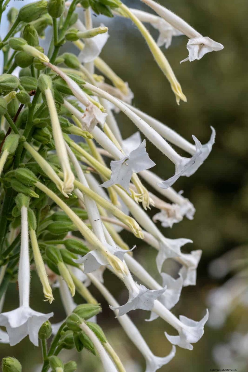 Night-Blooming Plants: Create a Magical Night Garden