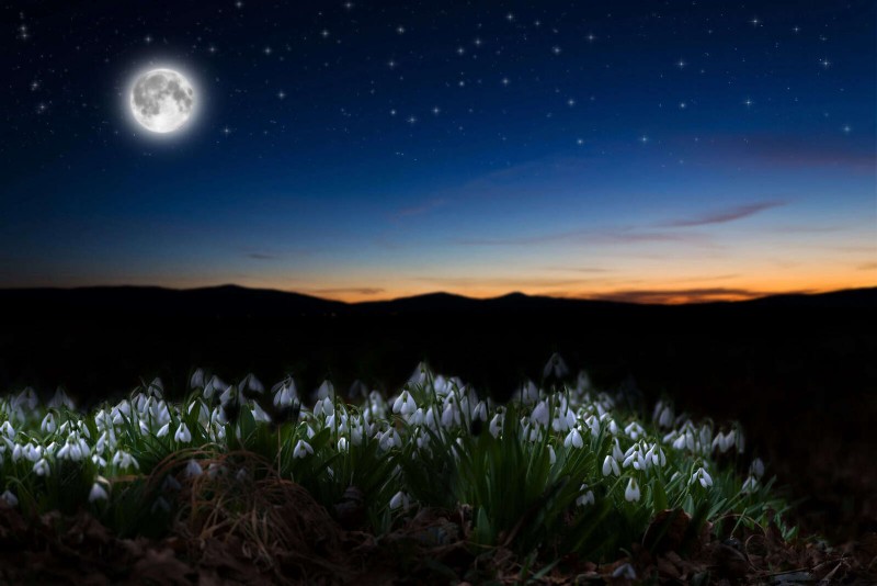 Night-Blooming Plants: Create a Magical Night Garden