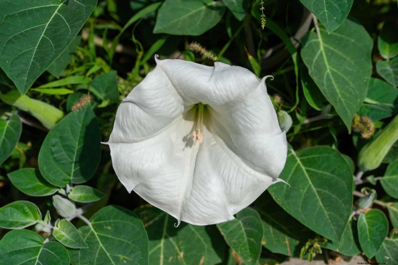 Night-Blooming Plants: Create a Magical Night Garden