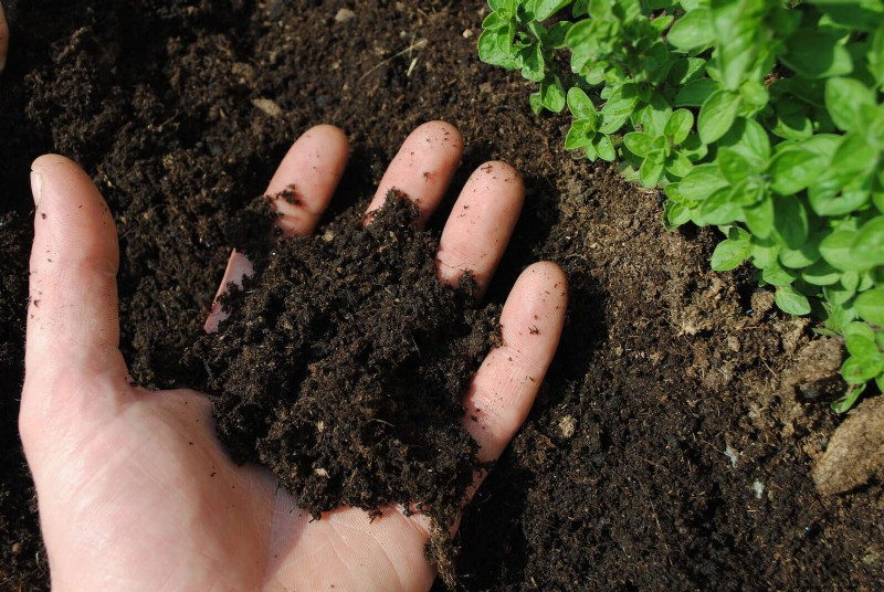 Best Soil Blends for Summer Gardens: 16 Proven Recipes
