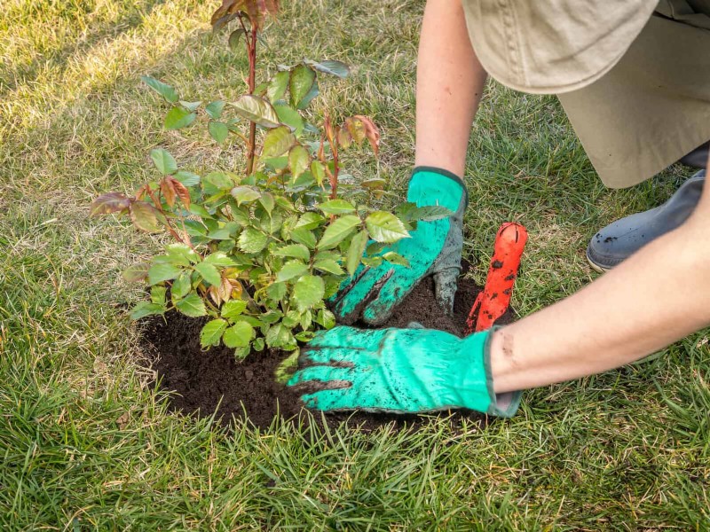 Best Soil Blends for Summer Gardens: 16 Proven Recipes