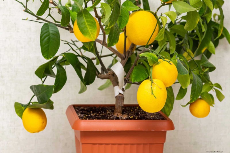 Best Soil Blends for Summer Gardens: 16 Proven Recipes