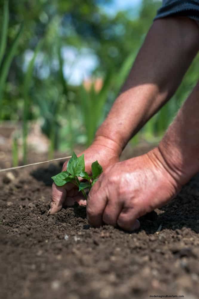 Best Soil Blends for Summer Gardens: 16 Proven Recipes