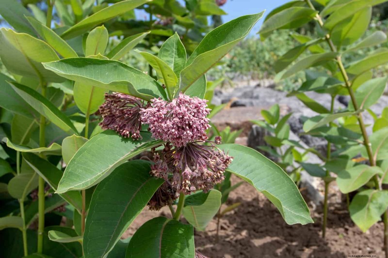 Best Soil Blends for Summer Gardens: 16 Proven Recipes