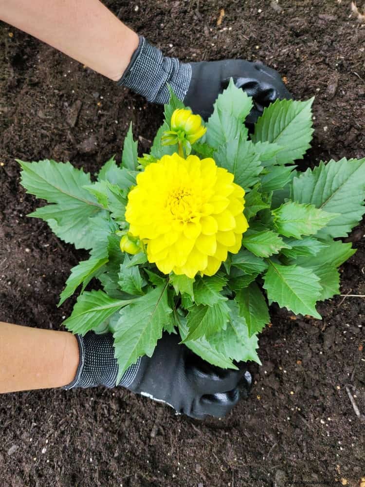Best Soil Blends for Summer Gardens: 16 Proven Recipes