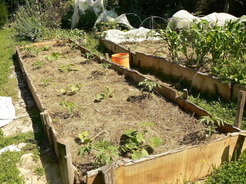 Best Soil Blends for Summer Gardens: 16 Proven Recipes