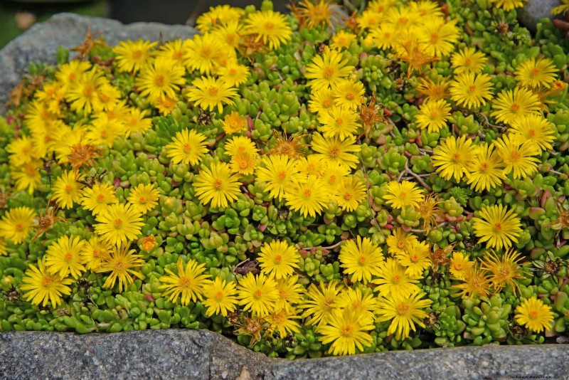 Drought-Resistant Ground Covers: Weed Suppression & Water Conservation