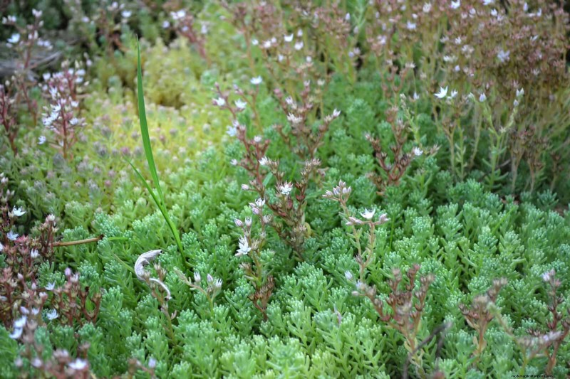 Drought-Resistant Ground Covers: Weed Suppression & Water Conservation
