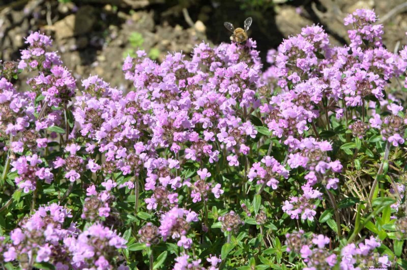 Drought-Resistant Ground Covers: Weed Suppression & Water Conservation