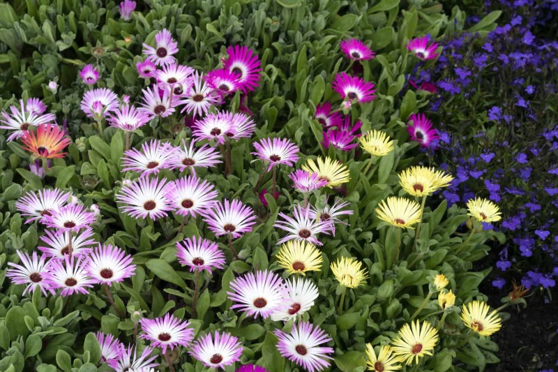 Drought-Resistant Ground Covers: Weed Suppression & Water Conservation