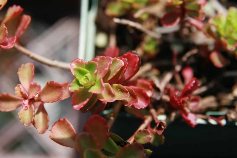 Drought-Resistant Ground Covers: Weed Suppression & Water Conservation
