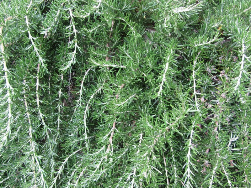 Drought-Resistant Ground Covers: Weed Suppression & Water Conservation