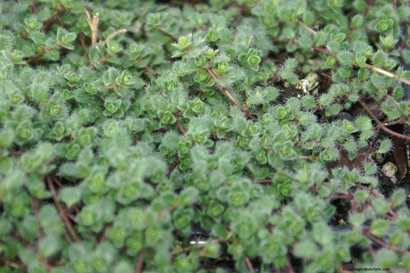 Drought-Resistant Ground Covers: Weed Suppression & Water Conservation
