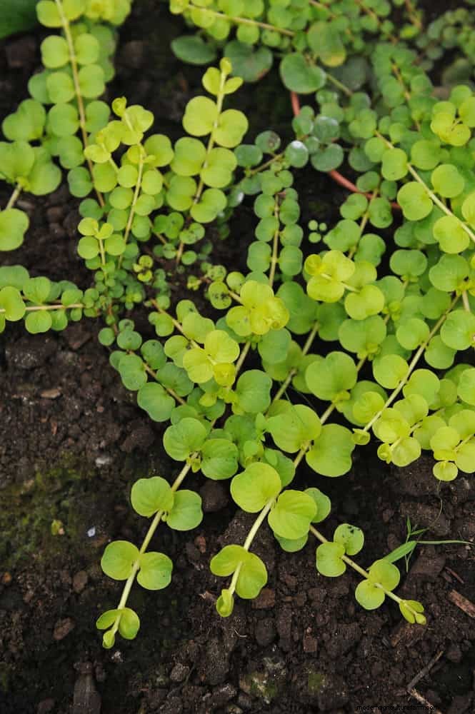 Drought-Resistant Ground Covers: Weed Suppression & Water Conservation