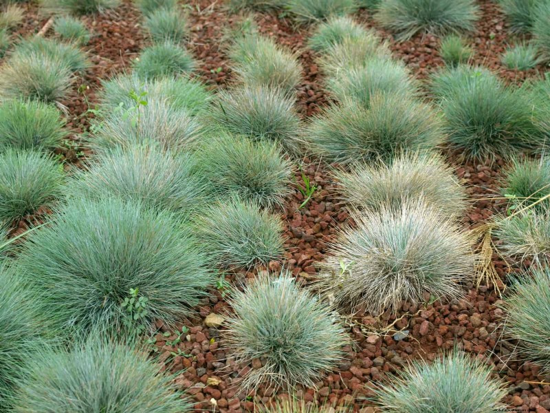 Drought-Resistant Ground Covers: Weed Suppression & Water Conservation