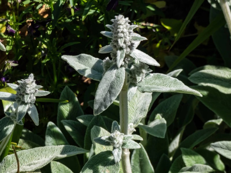 Drought-Resistant Ground Covers: Weed Suppression & Water Conservation