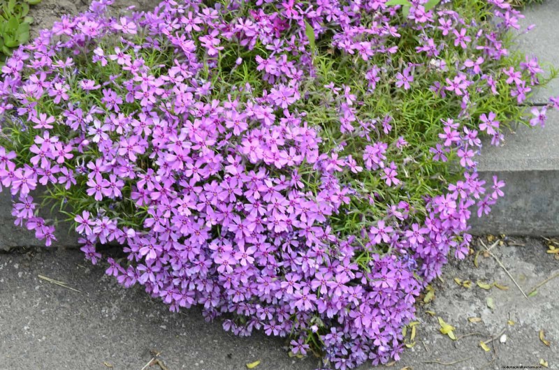 Drought-Resistant Ground Covers: Weed Suppression & Water Conservation