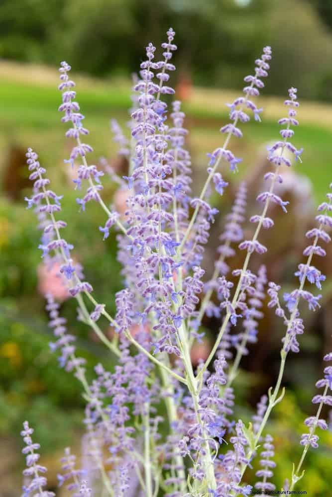 Drought-Resistant Ground Covers: Weed Suppression & Water Conservation