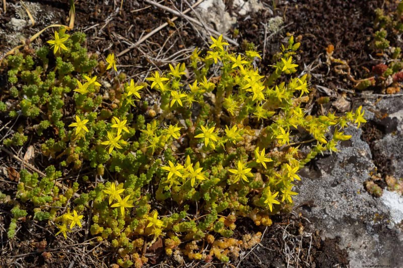 Drought-Resistant Ground Covers: Weed Suppression & Water Conservation