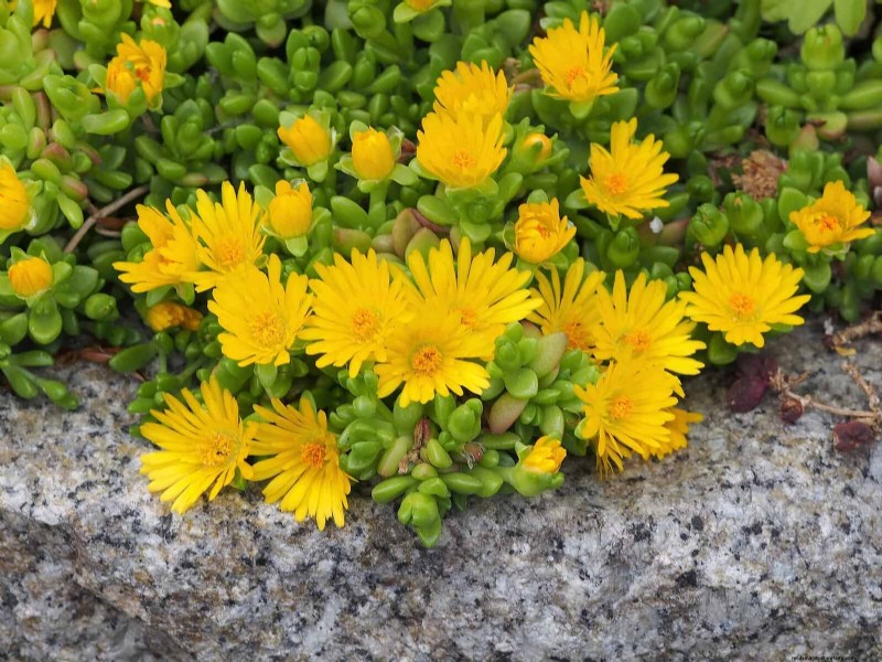 Drought-Resistant Ground Covers: Weed Suppression & Water Conservation