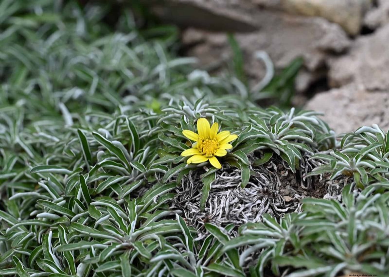 Drought-Resistant Ground Covers: Weed Suppression & Water Conservation