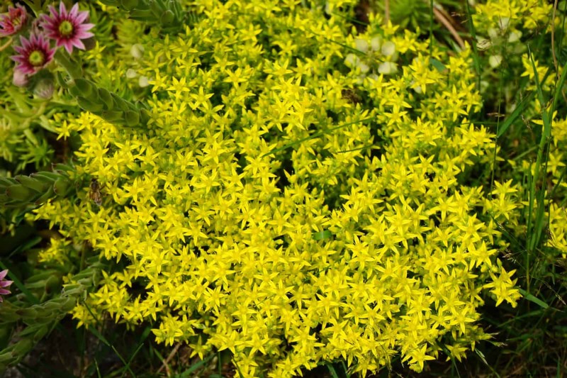 Drought-Resistant Ground Covers: Weed Suppression & Water Conservation