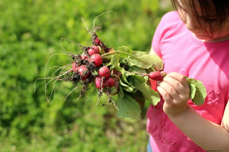 Quick-Growing Seeds for Kids: Fun Gardening Projects Before Summer Ends
