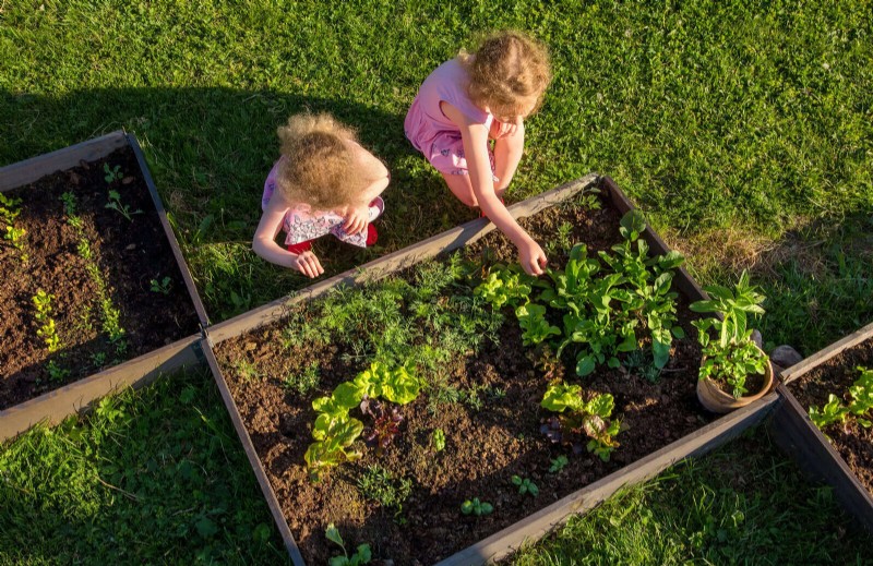 Quick-Growing Seeds for Kids: Fun Gardening Projects Before Summer Ends