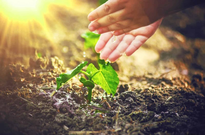 Quick-Growing Seeds for Kids: Fun Gardening Projects Before Summer Ends