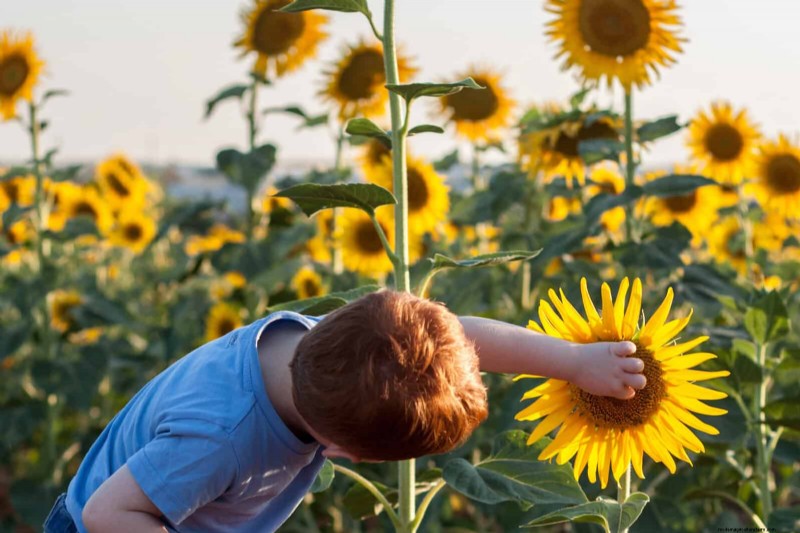 Quick-Growing Seeds for Kids: Fun Gardening Projects Before Summer Ends