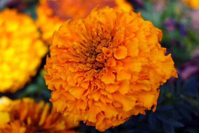Quick-Growing Seeds for Kids: Fun Gardening Projects Before Summer Ends