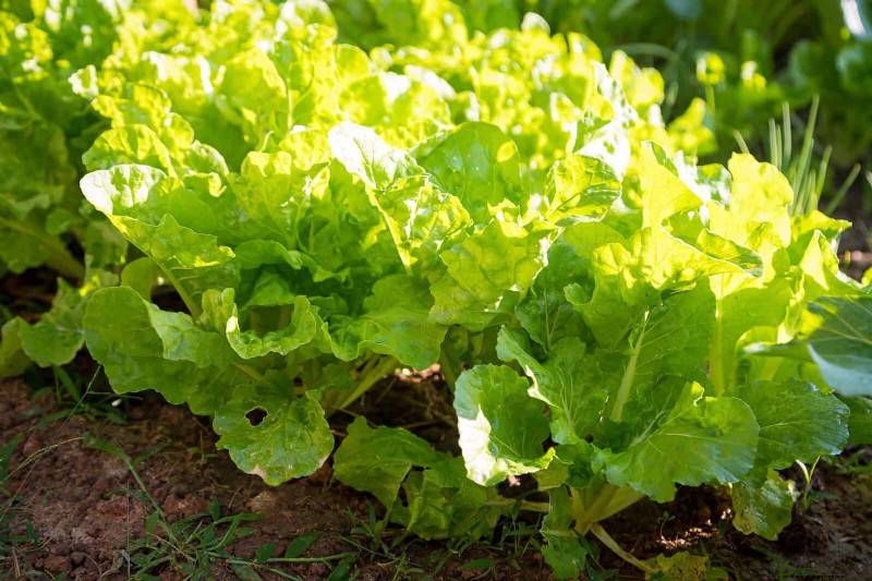 Quick-Growing Seeds for Kids: Fun Gardening Projects Before Summer Ends