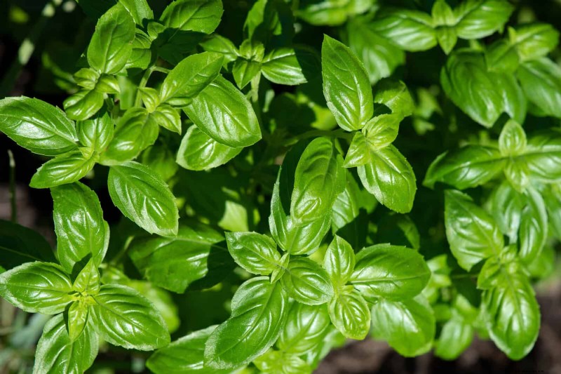 Quick-Growing Seeds for Kids: Fun Gardening Projects Before Summer Ends