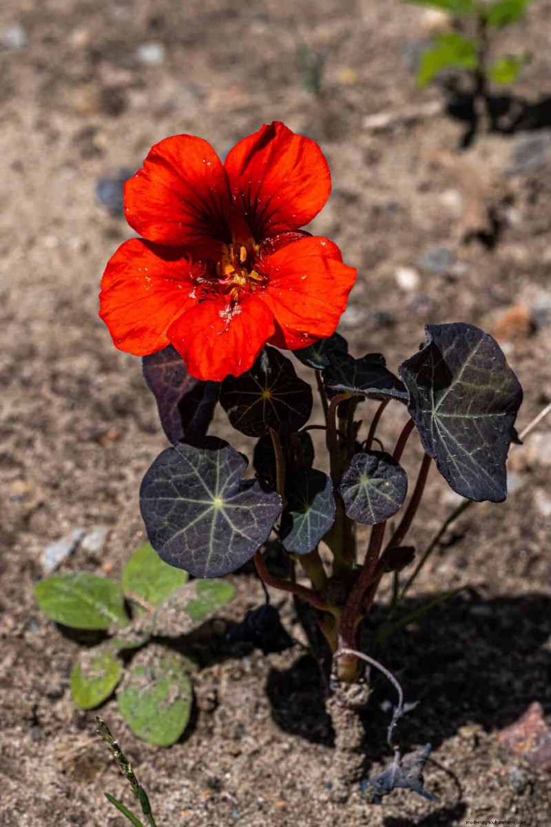 Quick-Growing Seeds for Kids: Fun Gardening Projects Before Summer Ends