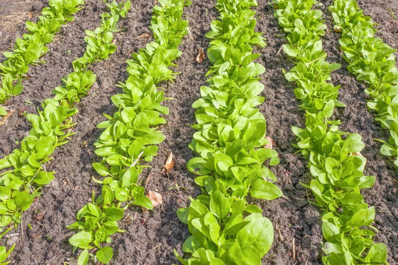 Quick-Growing Seeds for Kids: Fun Gardening Projects Before Summer Ends