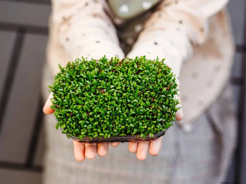 Quick-Growing Seeds for Kids: Fun Gardening Projects Before Summer Ends